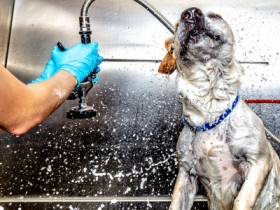 The Benefits of Professional Pet Grooming: More Than Just a Bath